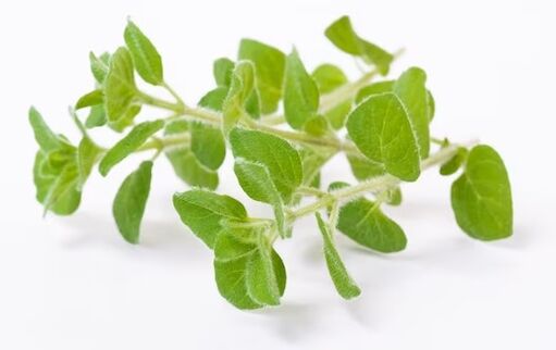 Fungent contains oil of oregano